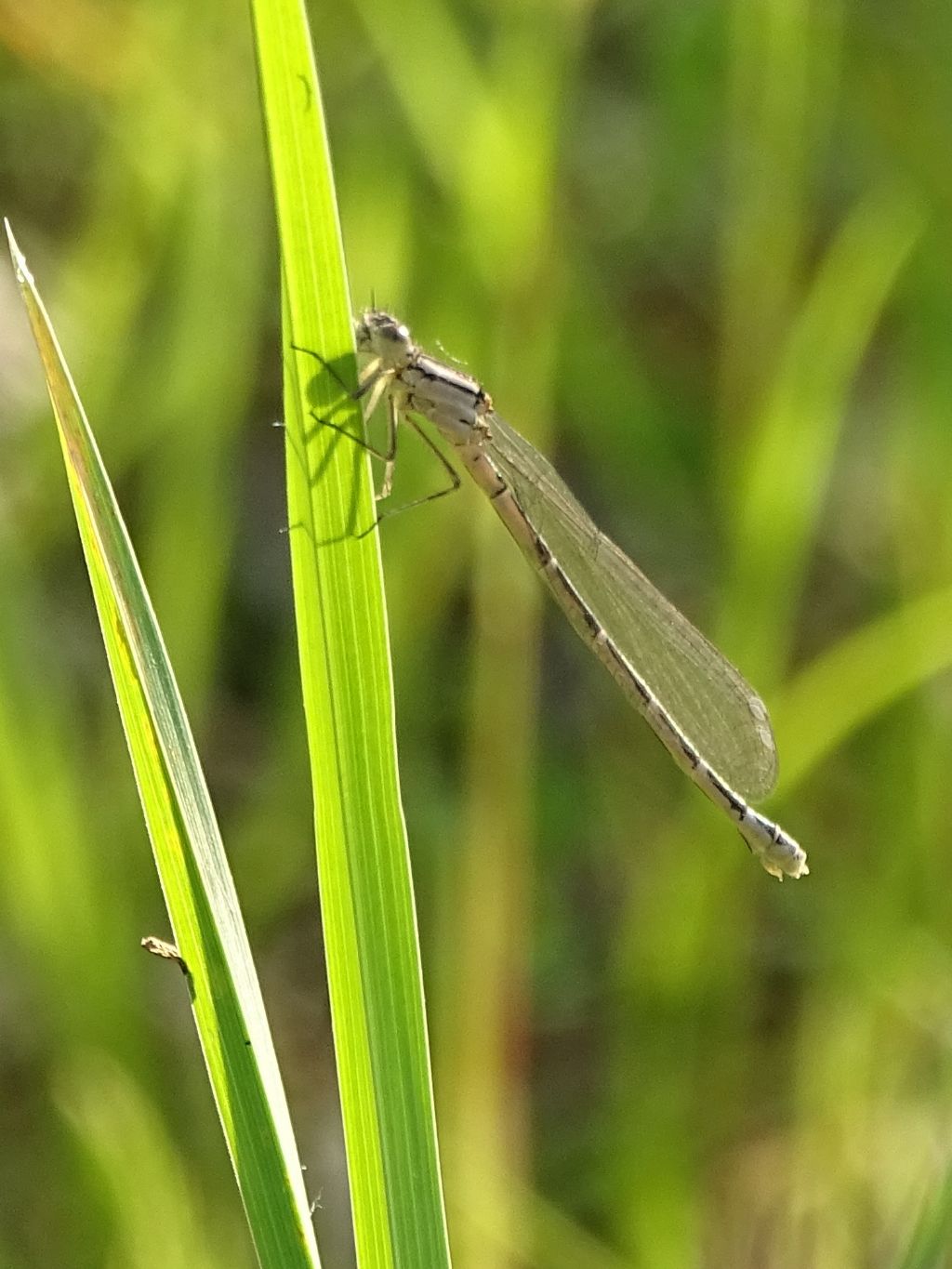 Enallagma cyathigerum  m & f